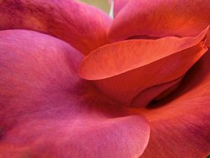 Spring Blossom  (Rose)