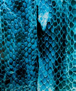 Great Plains Rat Snake, Tucson, AZ