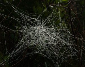 Tangled Web