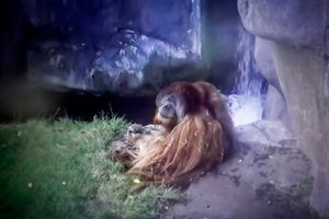 CAPTIVITY