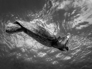 Swimming Below the Clouds