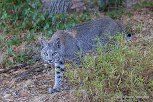 During Early Morning, A Bobcat Walks Out Into The Open From Thick Brush