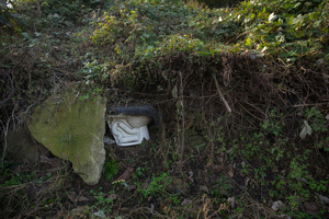 The Forgotten Forests