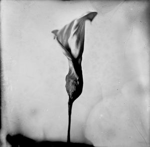 Cala Lily