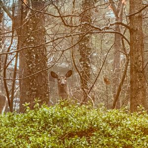 Deer Spirit, 2024