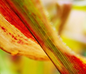 Corn leaf