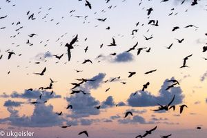 Birds