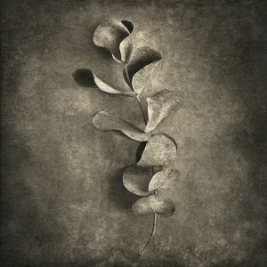 eucalyptus© Gary