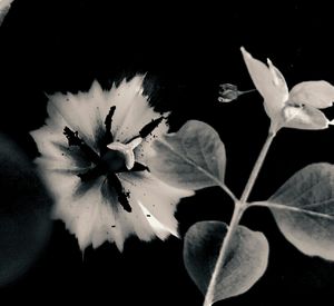 Tulip 24