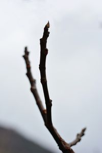 The claw