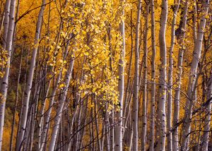 Fall Aspens, Pecos Wilderness, NM