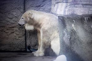 CAPTIVITY