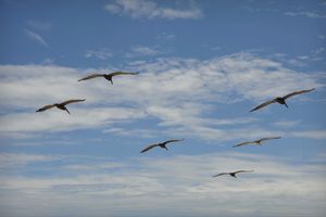 Pelicans Gliding