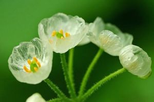 White Flowers 5