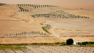 Geometrical fields (Andalusia. Spain)
