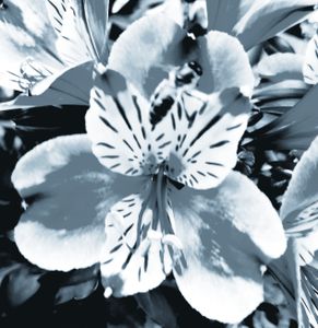 Remembering Georgia O'Keeffe_23