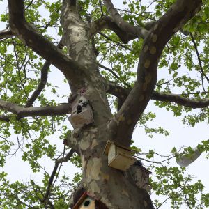 Birdhouses