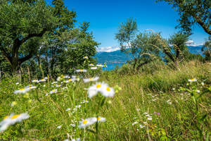 garda lake & olive trees