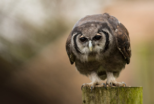 You looking at me?