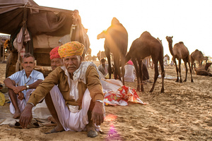 Camel Herder