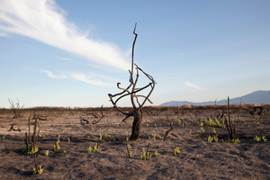 Twisted Tree