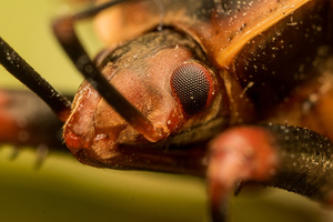 Unknown bug