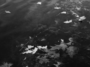 Wet Leaves #6