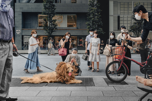 Lion in the city