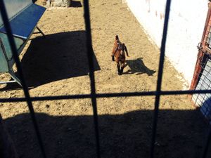 "The innocent prisoner"