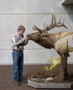 Rock Mountain Elk