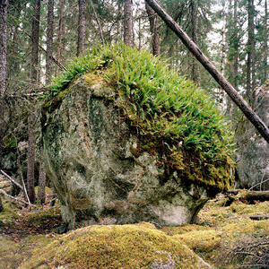 10 Erratic