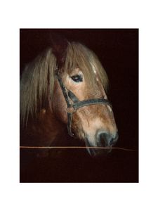 Horse with blond mane