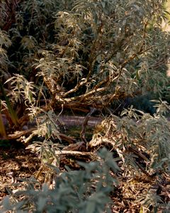 Bush