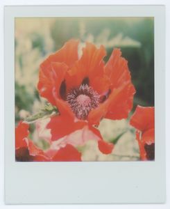 Red Poppy