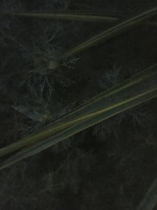 NS 6457- Night Shading