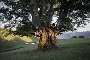 Fagus Sylvatica. about 250 yrs.