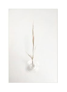 Botanical