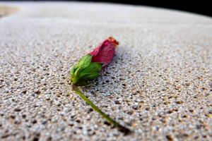 Remembrance