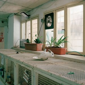 Jumping rabbit, petting zoo room