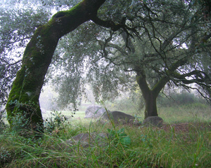 Morning in the Olive Grove   Camino de Chorrito, Benaoján Spain