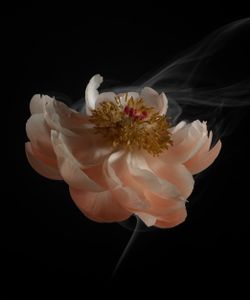 SmokeyFlowers