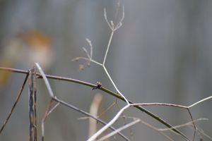 Thorns