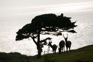 Island of Heaven 9: Deer in silhouette