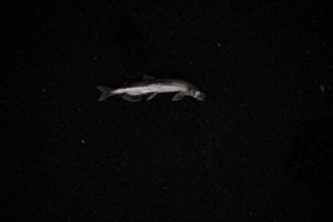 "Small fish"