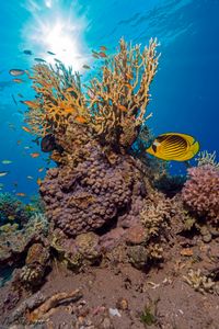 Coral reefs of Eilat, Red Sea