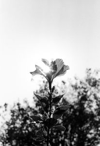 El sol 10