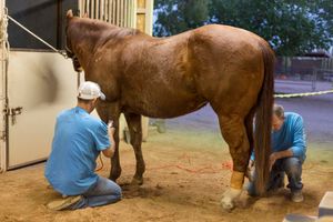 Grooming (Phil & Drew), Cave Creek, Arizona 2018