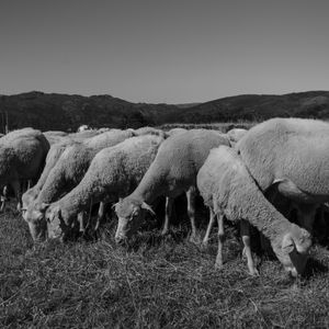 The flock of sheep