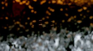 Fireflies