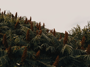 Tra flora e cielo